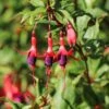 Schlanke-Fuchsie / Freiland-Fuchsie 1 Schlanke-Fuchsie / Freiland-Fuchsie -Günstiges Erd Seele Geschäft schlanke fuchsie freiland fuchsie m003834 h 0