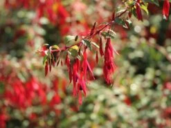 Schlanke-Fuchsie / Freiland-Fuchsie -Günstiges Erd Seele Geschäft schlanke fuchsie freiland fuchsie m003834 w 0