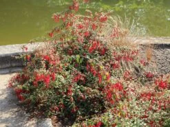 Schlanke-Fuchsie / Freiland-Fuchsie -Günstiges Erd Seele Geschäft schlanke fuchsie freiland fuchsie m003834 w 1