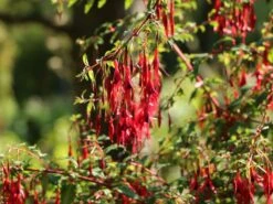 Schlanke-Fuchsie / Freiland-Fuchsie -Günstiges Erd Seele Geschäft schlanke fuchsie freiland fuchsie m003834 w 2