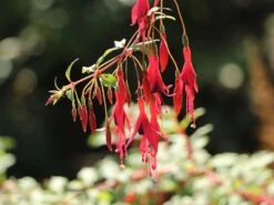 Schlanke-Fuchsie / Freiland-Fuchsie -Günstiges Erd Seele Geschäft schlanke fuchsie freiland fuchsie m003834 w 3