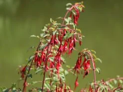 Schlanke-Fuchsie / Freiland-Fuchsie -Günstiges Erd Seele Geschäft schlanke fuchsie freiland fuchsie m003834 w 4