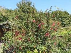 Schlanke-Fuchsie / Freiland-Fuchsie -Günstiges Erd Seele Geschäft schlanke fuchsie freiland fuchsie m003834 w 6