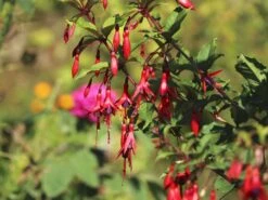 Schlanke-Fuchsie / Freiland-Fuchsie -Günstiges Erd Seele Geschäft schlanke fuchsie freiland fuchsie m003834 w 7