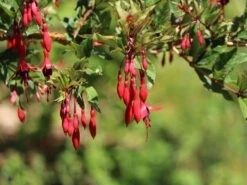 Schlanke-Fuchsie / Freiland-Fuchsie -Günstiges Erd Seele Geschäft schlanke fuchsie freiland fuchsie m003834 w 8