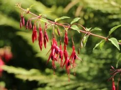 Schlanke-Fuchsie / Freiland-Fuchsie -Günstiges Erd Seele Geschäft schlanke fuchsie freiland fuchsie m003834 w 9