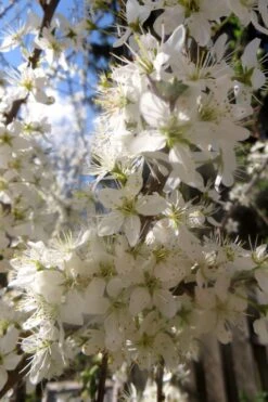 Schlehe / Schwarzdorn -Günstiges Erd Seele Geschäft schlehe schwarzdorn m000052 552298 0