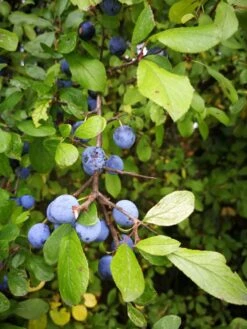 Schlehe / Schwarzdorn -Günstiges Erd Seele Geschäft schlehe schwarzdorn m000052 655185 0