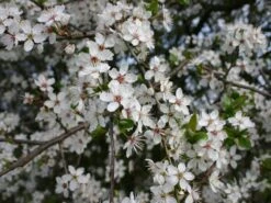 Schlehe / Schwarzdorn -Günstiges Erd Seele Geschäft schlehe schwarzdorn m000052 w 0