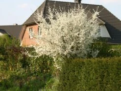 Schlehe / Schwarzdorn -Günstiges Erd Seele Geschäft schlehe schwarzdorn m000052 w 2