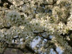 Schlehe / Schwarzdorn -Günstiges Erd Seele Geschäft schlehe schwarzdorn m000052 w 3