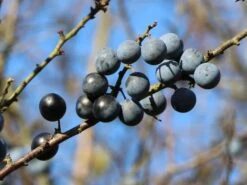 Schlehe / Schwarzdorn -Günstiges Erd Seele Geschäft schlehe schwarzdorn m000052 w 6