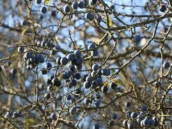 Schlehe / Schwarzdorn -Günstiges Erd Seele Geschäft schlehe schwarzdorn m000052 w 7