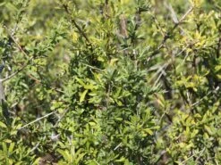 Schlehe / Schwarzdorn -Günstiges Erd Seele Geschäft schlehe schwarzdorn m000052 w 8