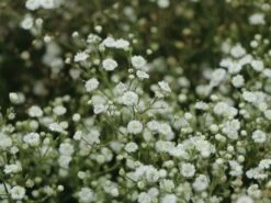 Schleierkraut / Rispiges Gipskraut 'Festival White' -Günstiges Erd Seele Geschäft schleierkraut rispiges gipskraut festival white m111319 w 2