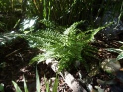 Schmaler Filigranfarn 'Proliferum' -Günstiges Erd Seele Geschäft schmaler filigranfarn proliferum m015160 433422 0