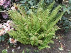 Schmaler Filigranfarn 'Proliferum' -Günstiges Erd Seele Geschäft schmaler filigranfarn proliferum m015160 w 0