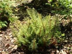 Schmaler Filigranfarn 'Proliferum' -Günstiges Erd Seele Geschäft schmaler filigranfarn proliferum m015160 w 1