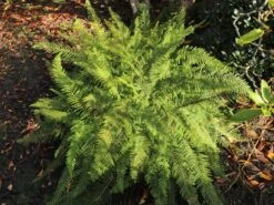 Schmaler Filigranfarn 'Proliferum' -Günstiges Erd Seele Geschäft schmaler filigranfarn proliferum m015160 w 2