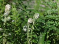 Schmaler Filigranfarn 'Proliferum' -Günstiges Erd Seele Geschäft schmaler filigranfarn proliferum m015160 w 3