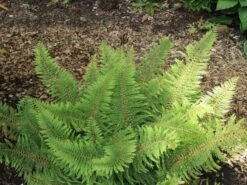 Schmaler Filigranfarn 'Proliferum' -Günstiges Erd Seele Geschäft schmaler filigranfarn proliferum m015160 w 4