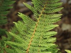 Schmaler Filigranfarn 'Proliferum' -Günstiges Erd Seele Geschäft schmaler filigranfarn proliferum m015160 w 5