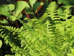 Schmaler Filigranfarn 'Proliferum' -Günstiges Erd Seele Geschäft schmaler filigranfarn proliferum m015160 w 6