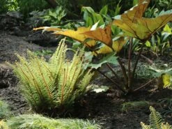 Schmaler Filigranfarn 'Proliferum' -Günstiges Erd Seele Geschäft schmaler filigranfarn proliferum m015160 w 7