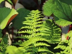 Schmaler Filigranfarn 'Proliferum' -Günstiges Erd Seele Geschäft schmaler filigranfarn proliferum m015160 w 8