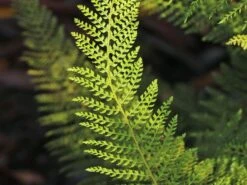 Schmaler Filigranfarn 'Proliferum' -Günstiges Erd Seele Geschäft schmaler filigranfarn proliferum m015160 w 9