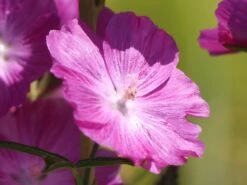 Schmuckmalve 'Rosanna' 11 Schmuckmalve 'Rosanna' -Günstiges Erd Seele Geschäft schmuckmalve rosanna m060506 w 0