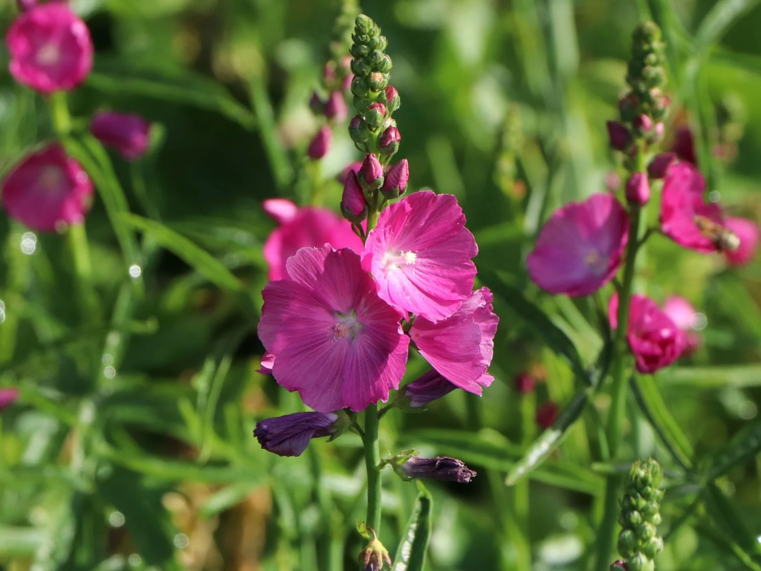 Schmuckmalve 'Rosanna' 7 Schmuckmalve 'Rosanna' – Bild 5