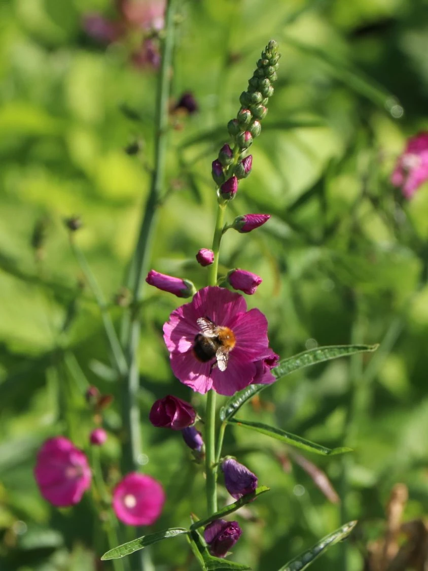 Schmuckmalve 'Rosanna' 9 Schmuckmalve 'Rosanna' – Bild 7