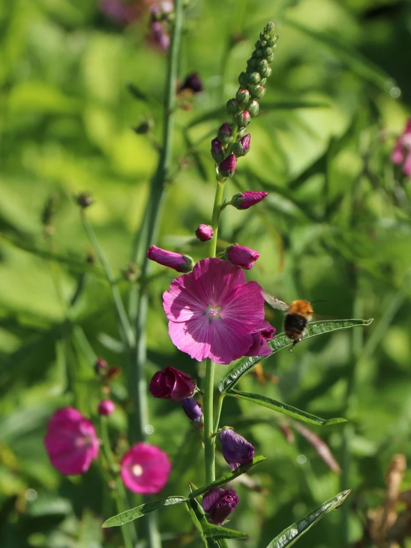 Schmuckmalve 'Rosanna' 8 Schmuckmalve 'Rosanna' – Bild 6