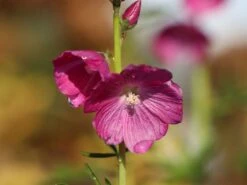 Schmuckmalve 'Rosanna' 10 Schmuckmalve 'Rosanna' -Günstiges Erd Seele Geschäft schmuckmalve rosanna m060506 w 6