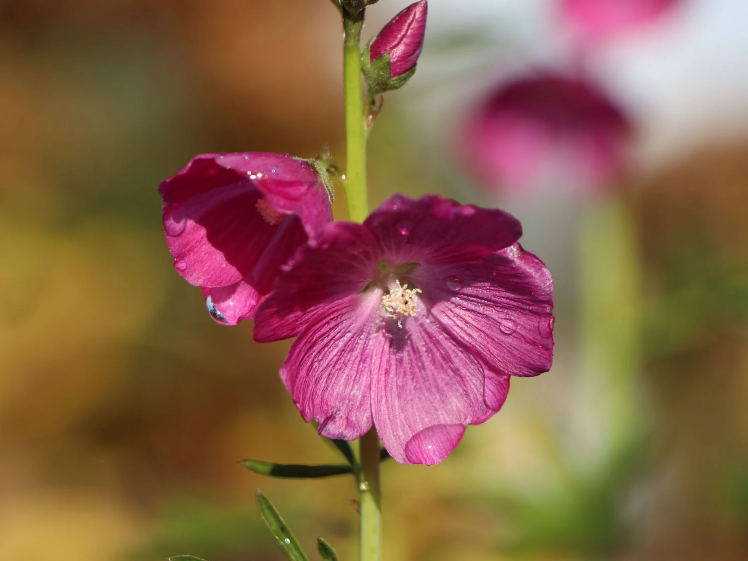 Schmuckmalve 'Rosanna' 4 Schmuckmalve 'Rosanna' – Bild 2