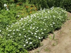 Schnee-Storchschnabel 'Album' -Günstiges Erd Seele Geschäft schnee storchschnabel album m012385 w 0