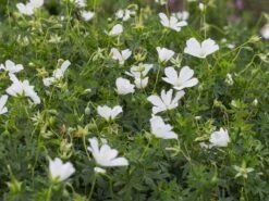 Schnee-Storchschnabel 'Album' -Günstiges Erd Seele Geschäft schnee storchschnabel album m012385 w 1