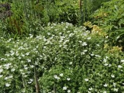 Schnee-Storchschnabel 'Album' -Günstiges Erd Seele Geschäft schnee storchschnabel album m012385 w 2