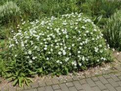 Schnee-Storchschnabel 'Album' -Günstiges Erd Seele Geschäft schnee storchschnabel album m012385 w 3