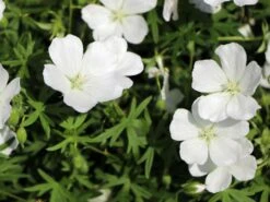 Schnee-Storchschnabel 'Album' -Günstiges Erd Seele Geschäft schnee storchschnabel album m012385 w 4