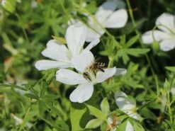 Schnee-Storchschnabel 'Album' -Günstiges Erd Seele Geschäft schnee storchschnabel album m012385 w 5