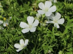 Schnee-Storchschnabel 'Album' -Günstiges Erd Seele Geschäft schnee storchschnabel album m012385 w 6