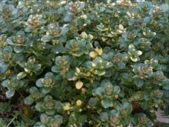 Schopfiger Thymian 'Doone Valley' -Günstiges Erd Seele Geschäft schopfiger thymian doone valley m045366 957361 0