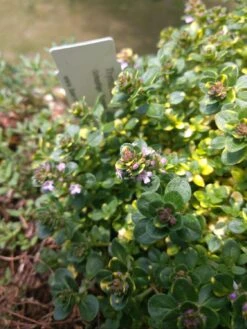 Schopfiger Thymian 'Doone Valley' -Günstiges Erd Seele Geschäft schopfiger thymian doone valley m045366 957361 3