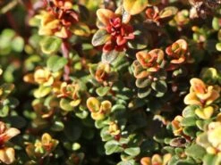 Schopfiger Thymian 'Doone Valley' -Günstiges Erd Seele Geschäft schopfiger thymian doone valley m045366 w 0