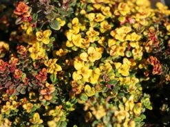 Schopfiger Thymian 'Doone Valley' -Günstiges Erd Seele Geschäft schopfiger thymian doone valley m045366 w 1