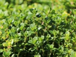 Schopfiger Thymian 'Doone Valley' -Günstiges Erd Seele Geschäft schopfiger thymian doone valley m045366 w 3