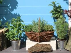 Schopfiger Thymian 'Doone Valley' -Günstiges Erd Seele Geschäft schopfiger thymian doone valley m045366 w 4