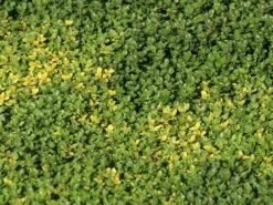 Schopfiger Thymian 'Doone Valley' -Günstiges Erd Seele Geschäft schopfiger thymian doone valley m045366 w 7